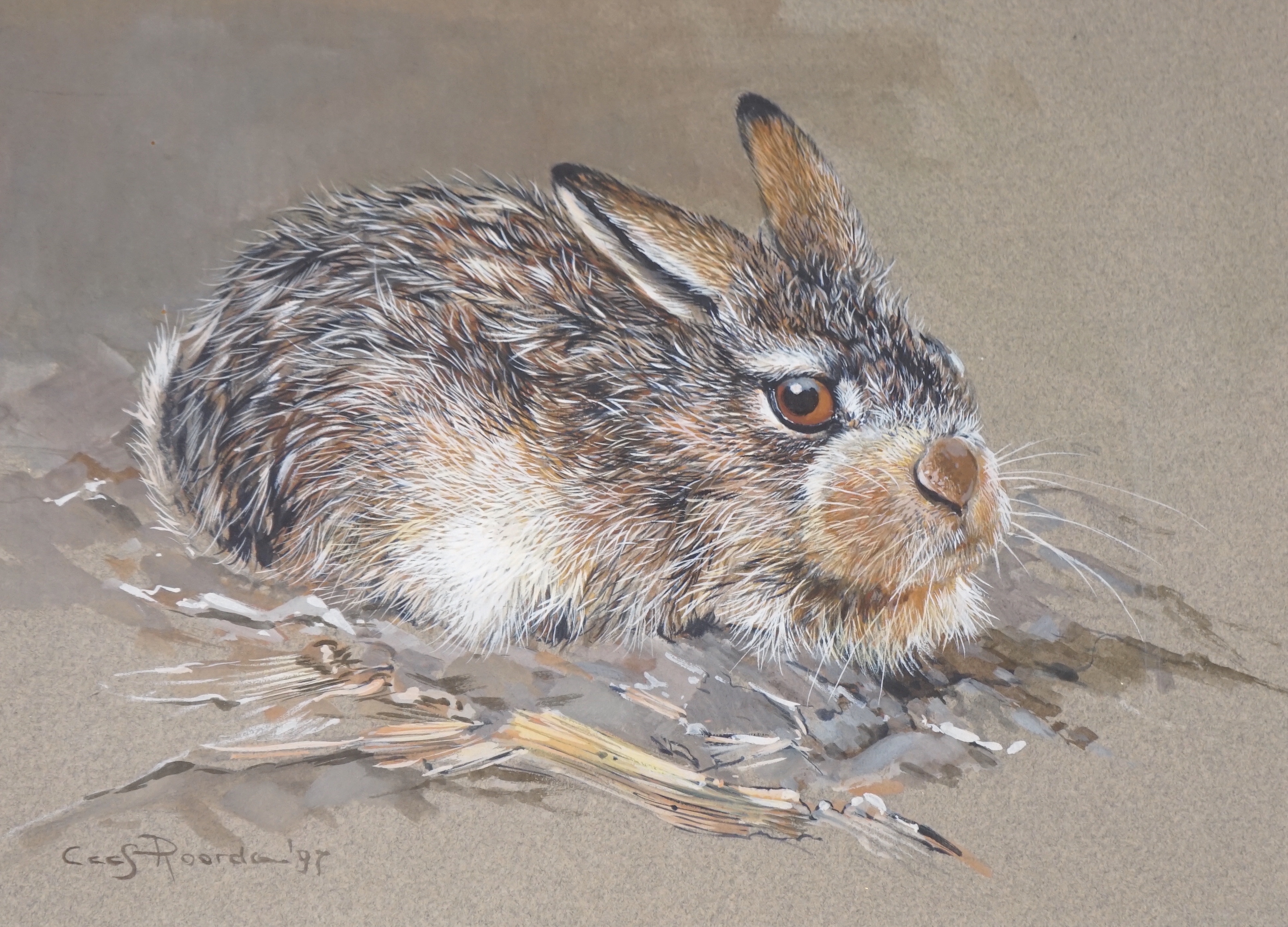 Cees Roorda (Dutch, b. 1942-), heightened watercolour, 'A young hare', signed and dated ‘97, 29 x 21cms